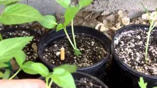 Veggie Garden Update #2 2011