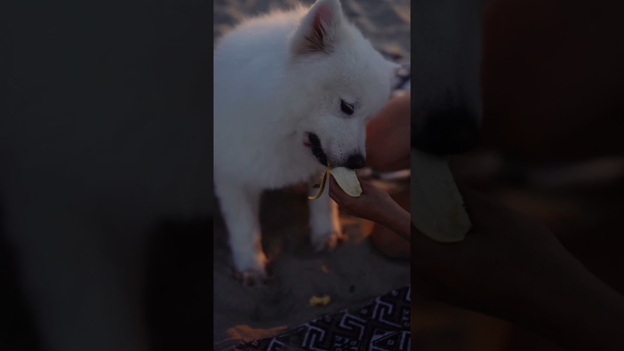 A Puppy Eating a Banana RANDOM VIDEO OF THE DAY (DAY 108)