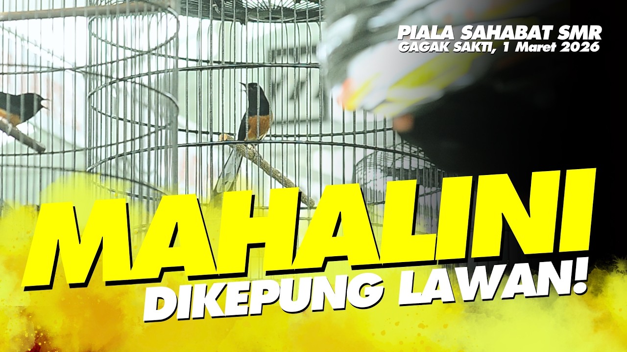 DIKEPUNG‼️Begini Reaksi Murai MAHALINI🔥