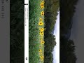 このジンバルカメラ、写真も高画質でした…！