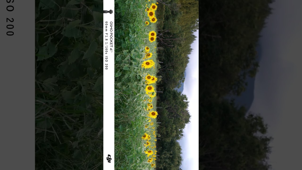 このジンバルカメラ、写真も高画質でした…！