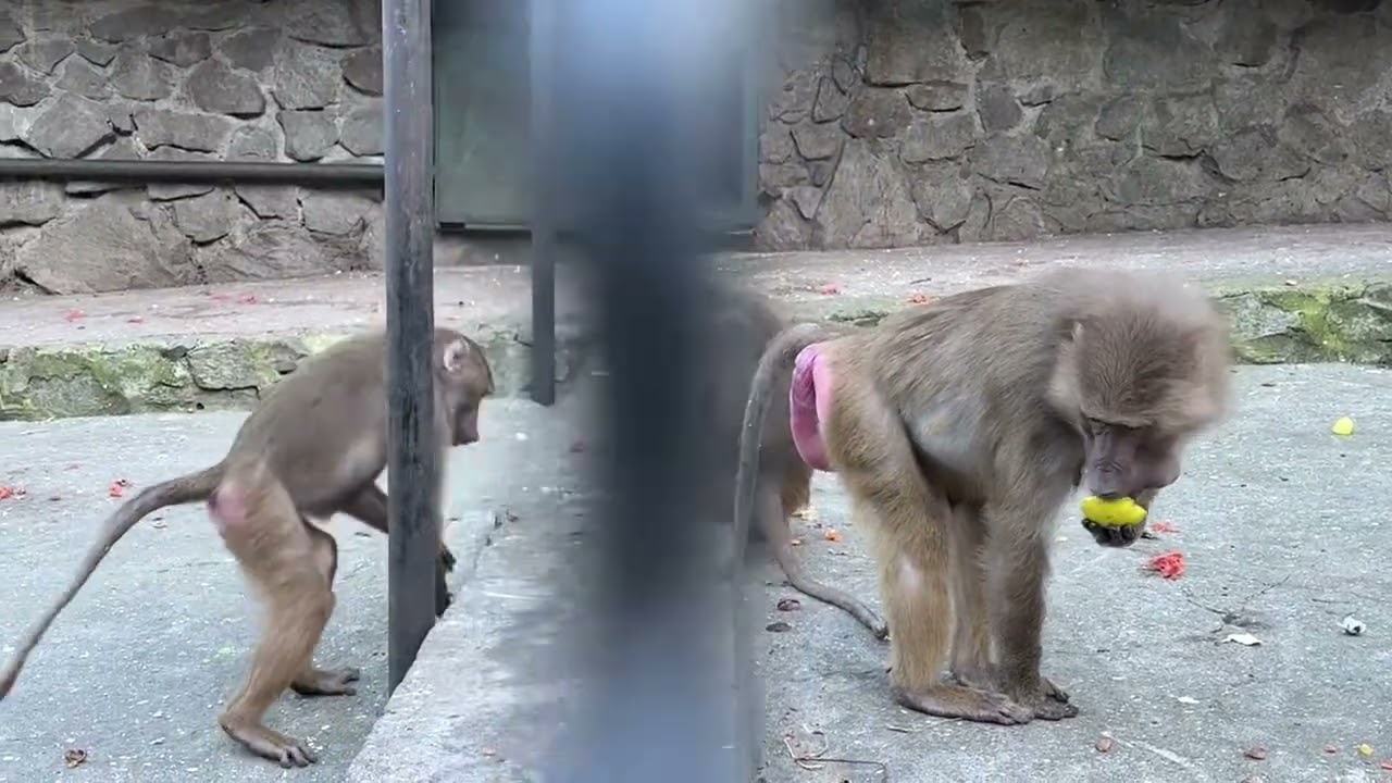 Самка стала в угол Самка стала в угол