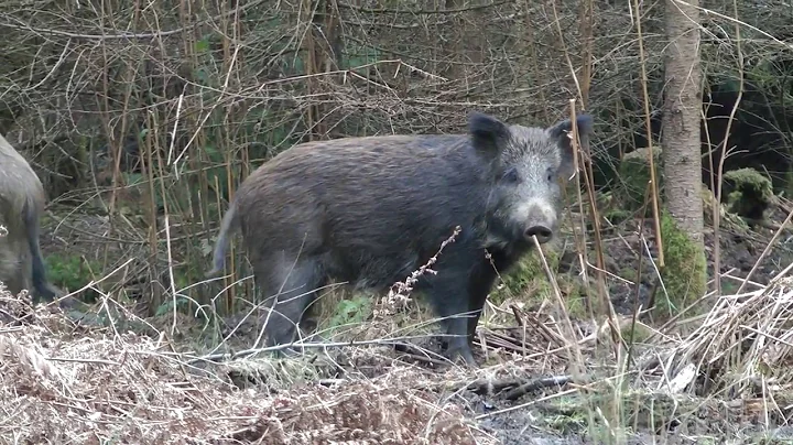 Wild boar with piglets, Forest of Dean