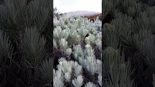 The Beauty Of Edelweiss Flowers