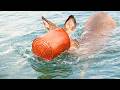 Man Leaps Into Freezing Water To Free Deer From Bucket