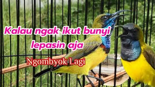 PANCINGAN SOGON OMBYOKAN AGAR BUNYI