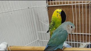My Smart Parrot Is LIVE 🦜 | Funny & Cute Moments