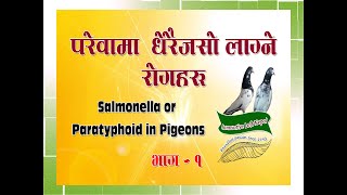 Pigeon Care : Salmonella or Paratyphoid in Pigeons