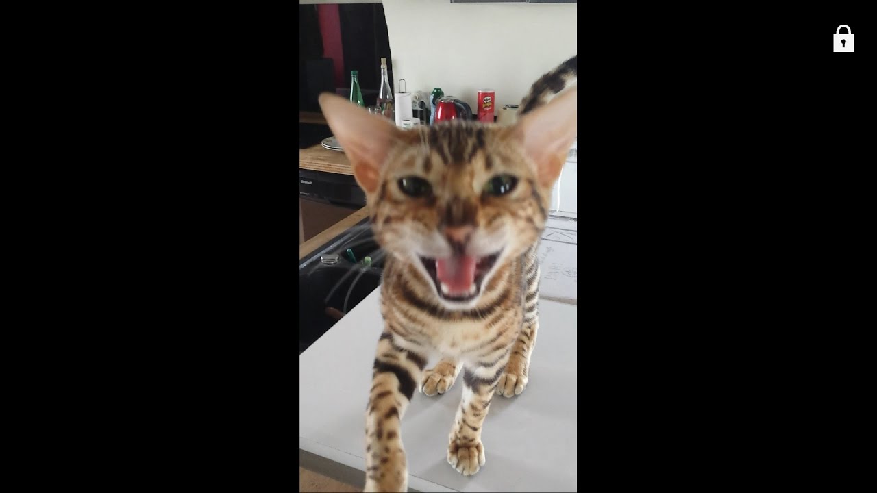 Bengal cat kitten must be hungry! YouTube