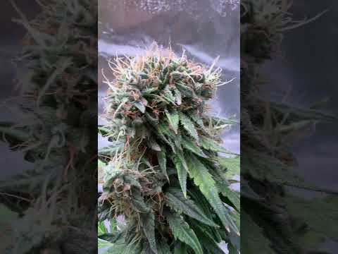 Fascinated mutancy on the Window Licker from Outcast Autos