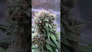 Fascinated mutancy on the Window Licker from Outcast Autos