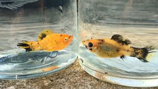 Molly Fish Male And Female Identification In 5 Ways | Molly Fish Gender | Male and Female Molly Fish