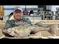 Iowa crews collect over 107 million walleye eggs to support population