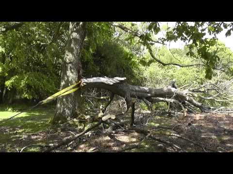 Trewhella Monkey Winch Pulling Down a Massive Branch.  Storm Damage.