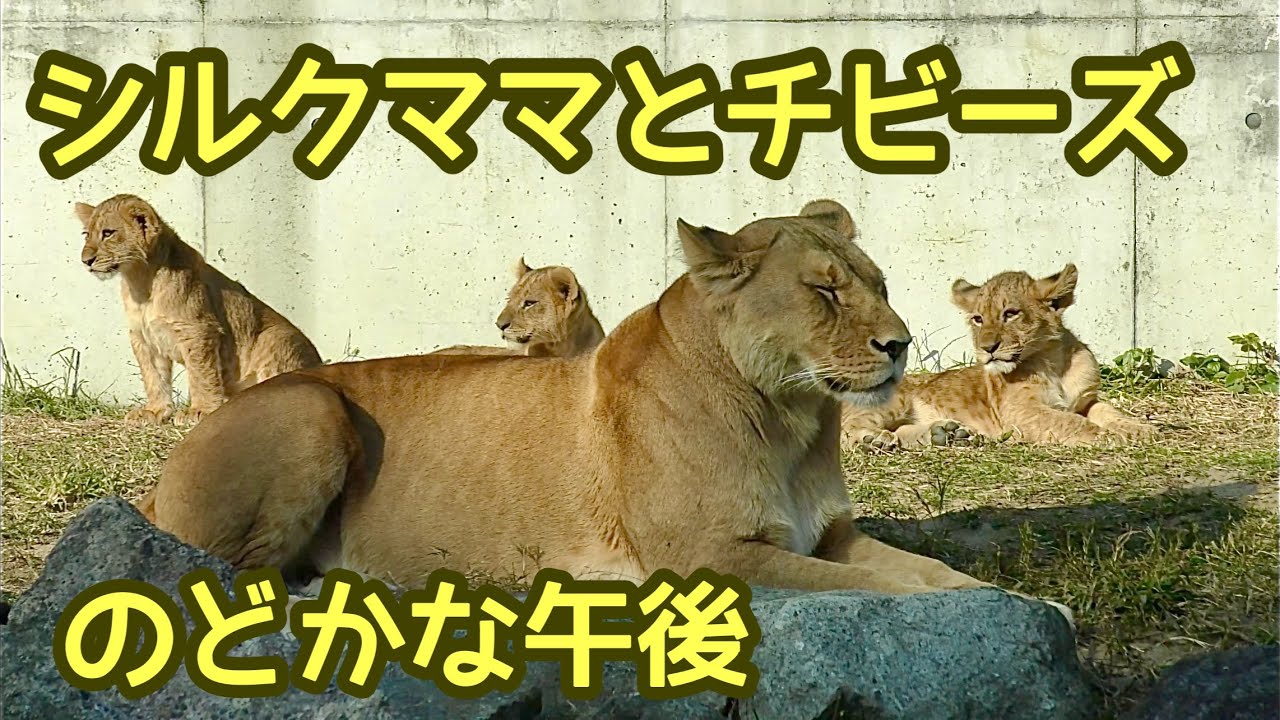 ライオン シルクちゃんと三つ子の赤ちゃんたち のんびりしています【の