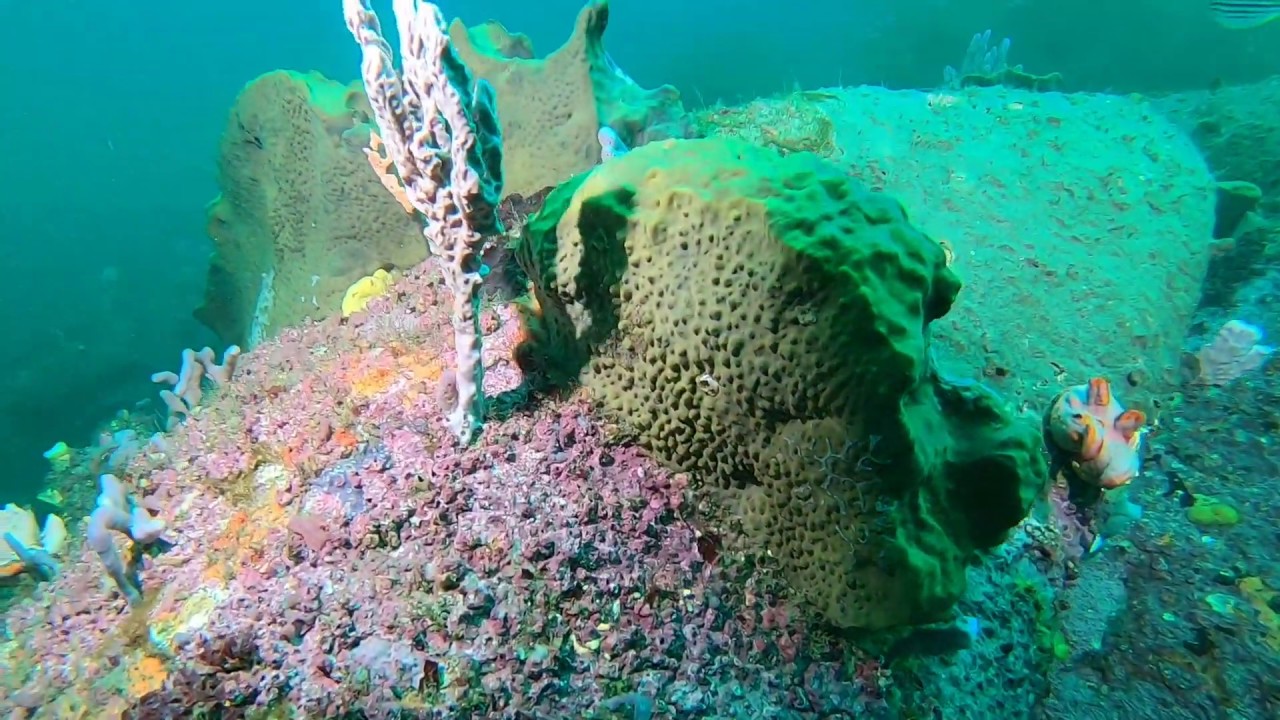 Scuba diving Sydney Fairfax Lookout @ North Harbour Aquatic Reserve