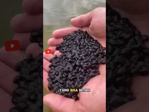 Kecebong Raksasa 3 Tahun? American Bullfrog Predator Top!#faktahewan #kecebong #americanbullfrog