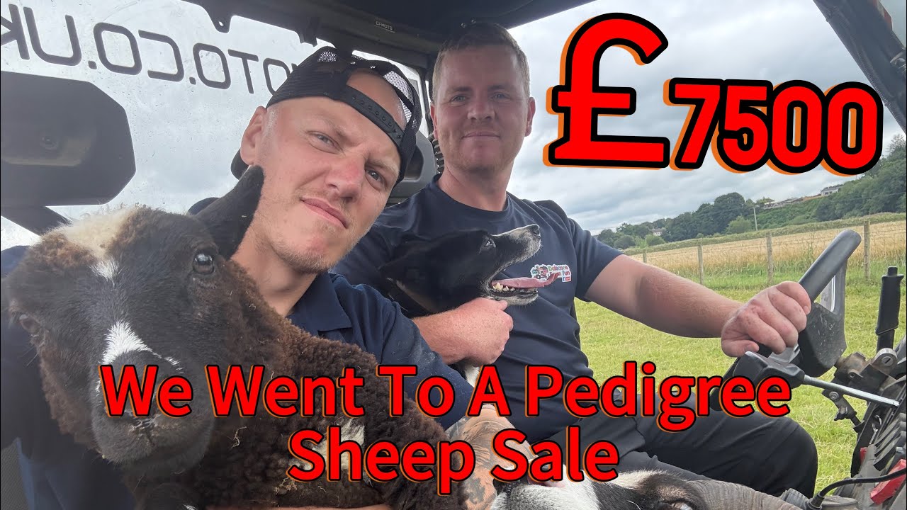 We Go To A Pedigree Sheep Sale…. And Couldn’t Believe This!..