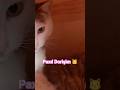👉Abunə olun bu dəcəllərə 🤗 #cat #paxılDorin #catshorts #aztube