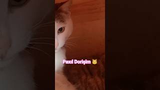 👉Abunə olun bu dəcəllərə 🤗 #cat #paxılDorin #catshorts #aztube