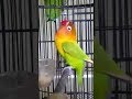 Love Bird Ngekek Durasi Panjang !!! Pemancing Love Bird