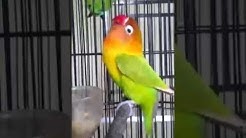 Love Bird Ngekek Durasi Panjang !!! Pemancing Love Bird  - Durasi: 30:54. 