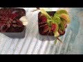 Dionaea B52 comiendo (plantas carnívoras)