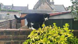 Wee Man Tuxedo Cat in his garden featuring his Vix