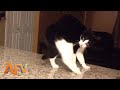 Funny cats and dogs #20 - Try not to laugh or grin 😅😅😅