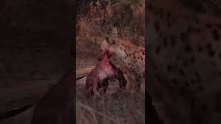 Leopardess Leaves Her Kill for Her Cubs #natgeo #BravehearttheLeopardess