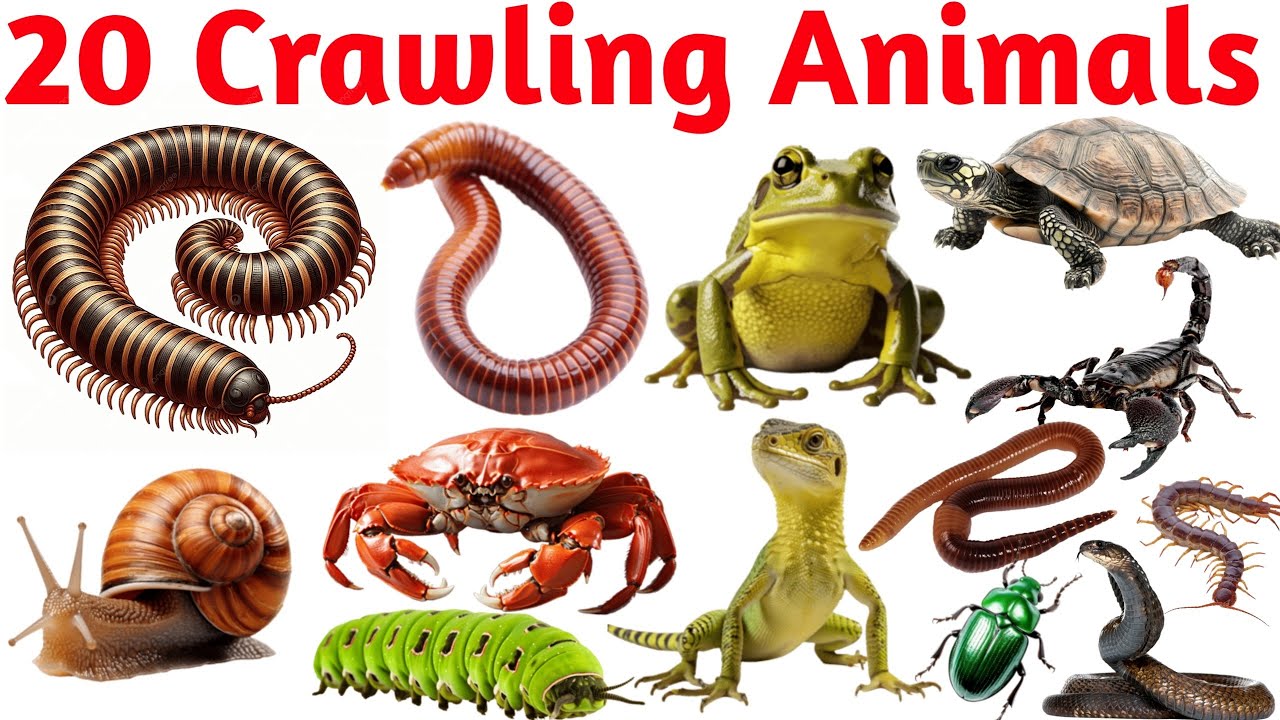 20 रेंगने वाले जानवरों के नाम सीखें | 20 Crawling Animals Names with ...