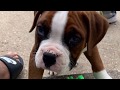 Boxer Dog Vs Swiffer Wet Jet | Very Cute