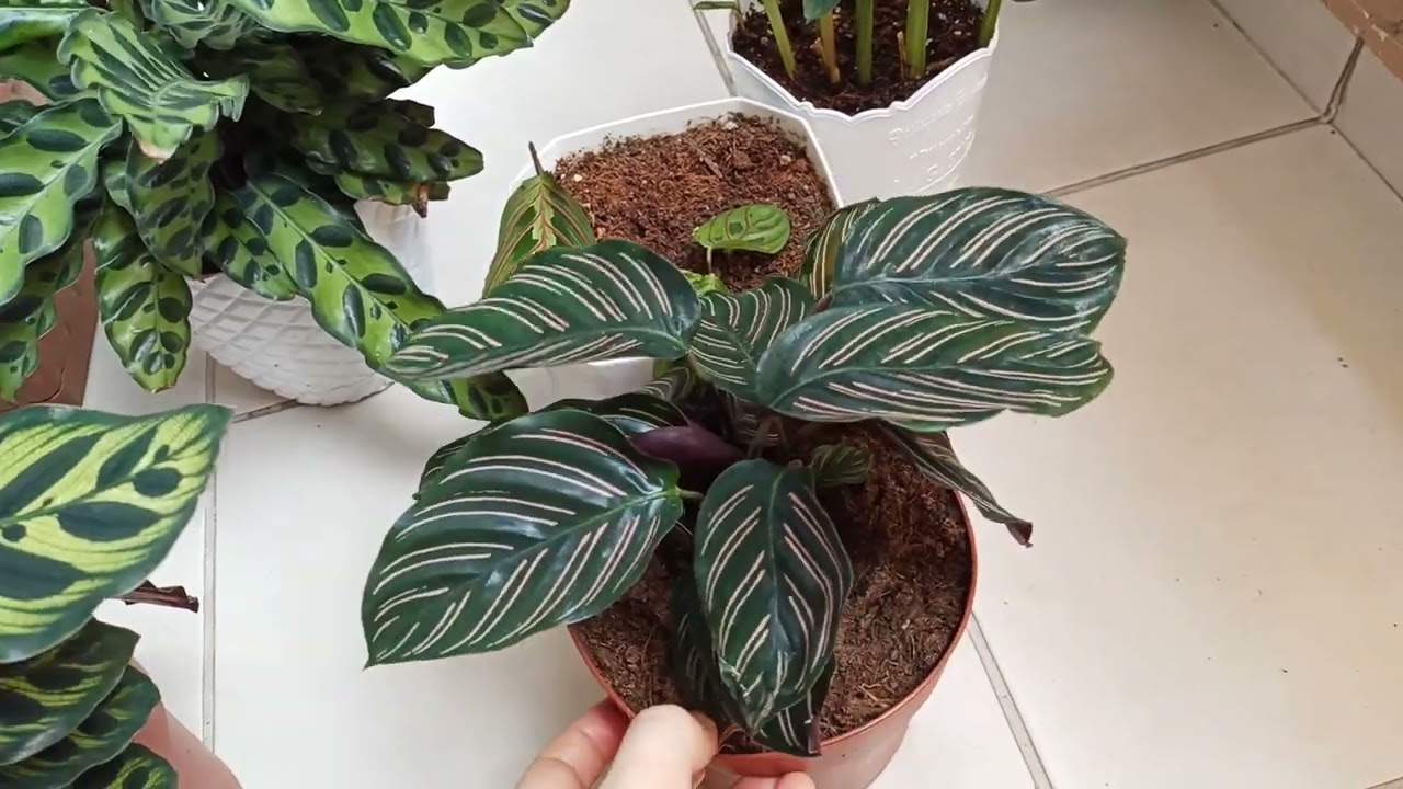 Yeni aldığım dua çiçekleri bakım ve tanıtım videosu ☺️🌿🌸