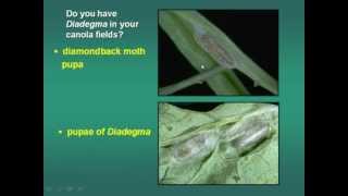 Diamondback Moth - Biology & Control