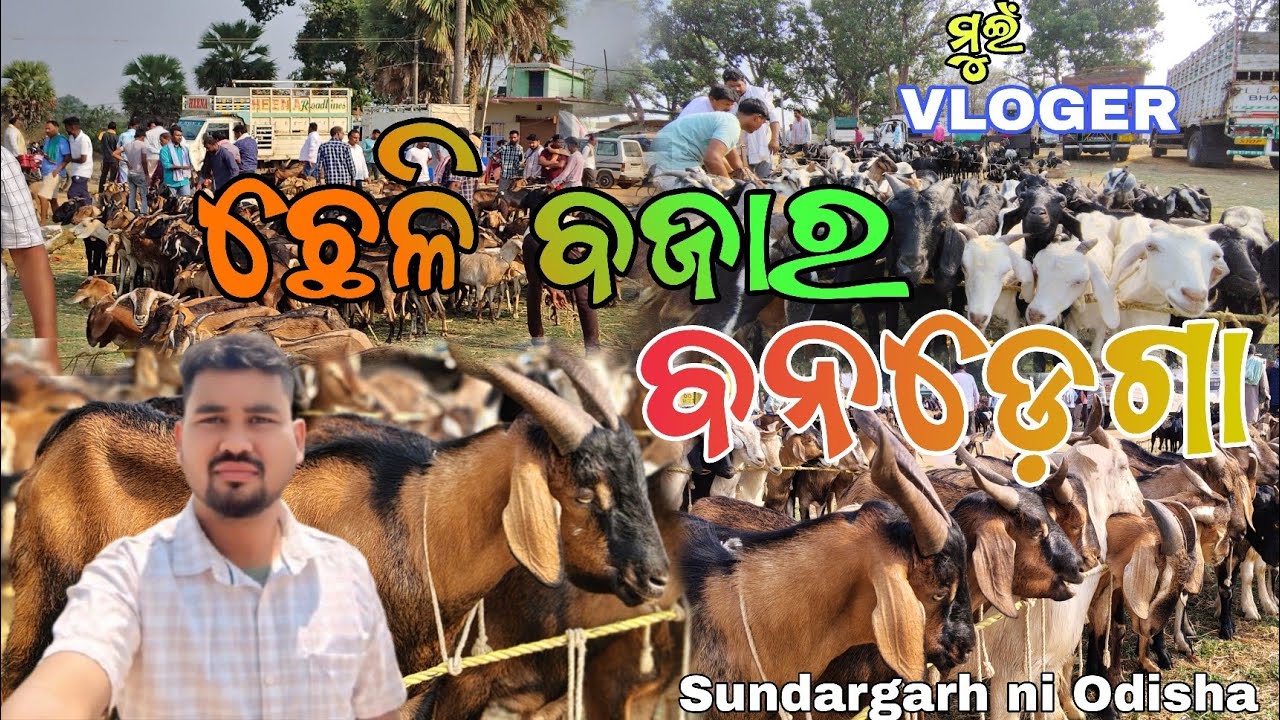 ଛେଳି ବଜାର ବନଡ଼େଗା 🎊 //ମୁଇଁ VLOGER//@muivloger