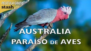 Australia, Paraíso de Aves | Documental de Animales | Película Completa | Observación de Aves