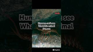 This Sea Creature Has Superhuman Vision 👀🌊 #amazingplaces #worldexplorer #animalfacts