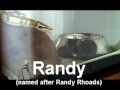 Randy the firefly ball python