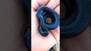 Anaconda