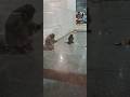 @@@##Maan bacchon ki jaan hoti hai####