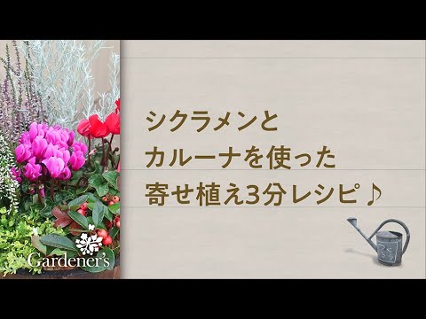 冬の寄せ植え3分レシピ シクラメンとカルーナを使った寄せ植え Youtube