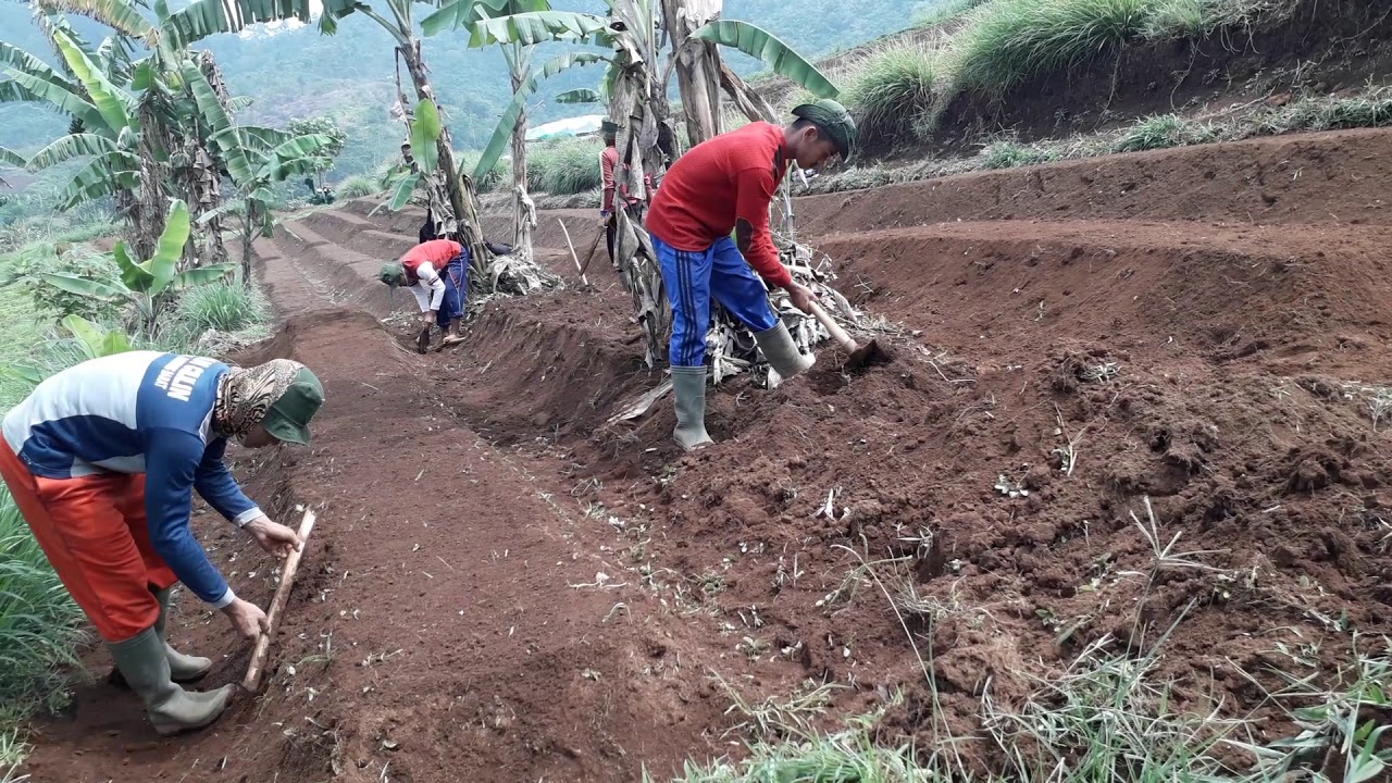 Cara membuat bedengan dengan ukuran lebar 1m panjang 10m Cara membuat bedengan dengan ukuran lebar 1m panjang 10m