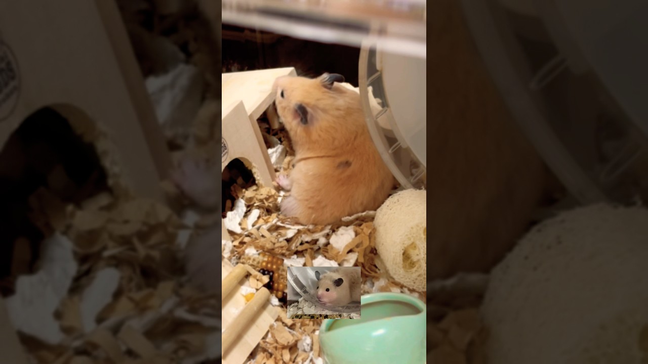 すごい破壊力だなぁ🐹💦#shots #hamster #元気になる動画 #モフ猫 #ハムスター #pets #癒し #キンクマ #ロボロフスキー #かわいい #破壊力、