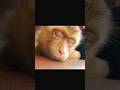 #shortvideo #babyanimal #babymonkeybobby #animals #cute #monkey #shorts #viral