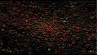 ParticleMeshCLFlow