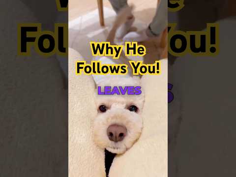 Why Your Dog Follows You EVERYWHERE 🐶💥 The Secret Behind This Dog Behavior! #dogbehaviour #dogcare