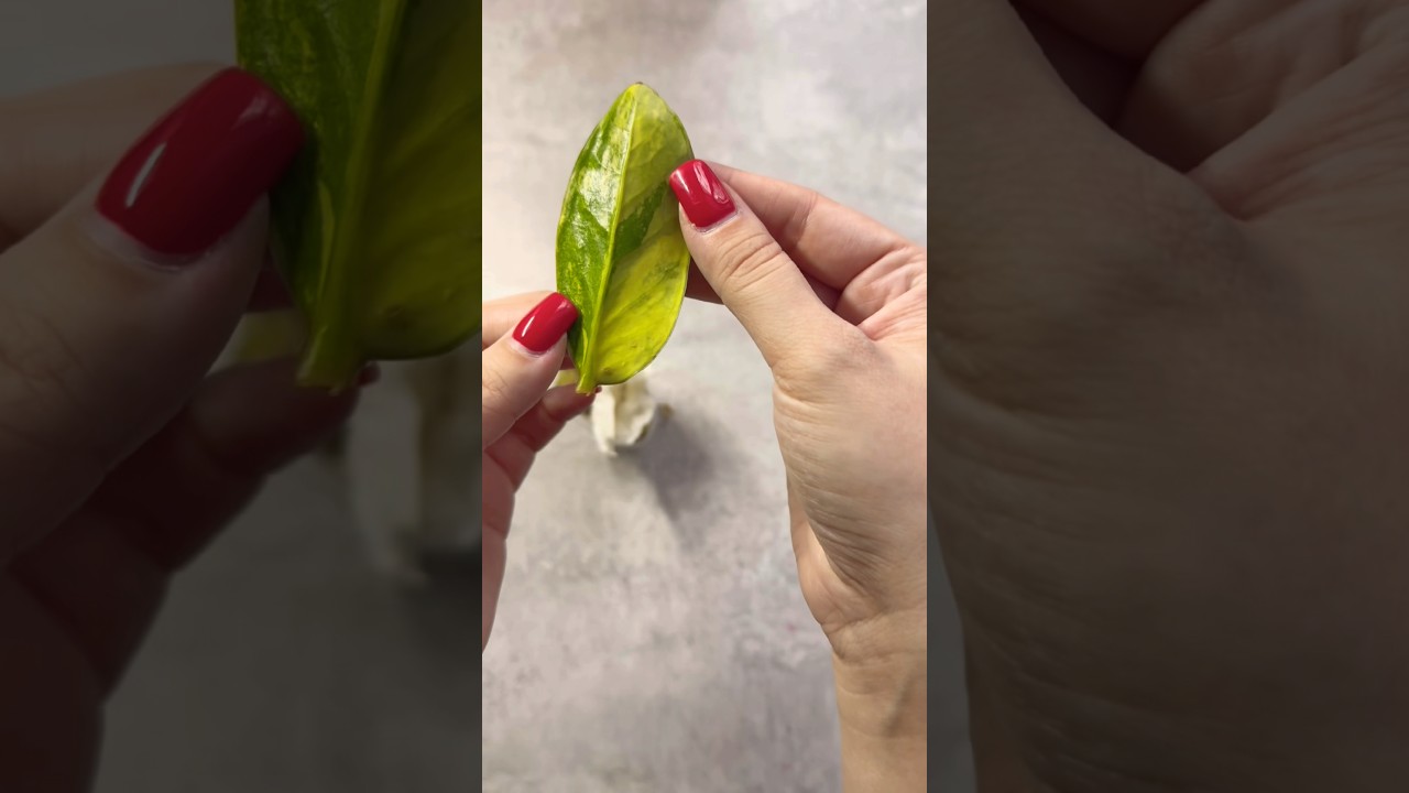 Замиокулькас Шорт Лив 