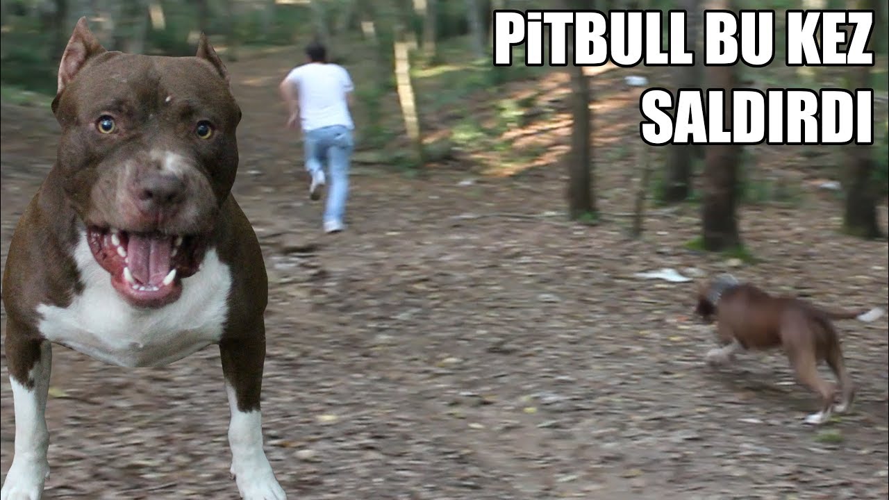 Pitbull Atesi Kiskirtim Asiri Derecede Sinirlendi Pitbull Egitminde Son Nokta Aggressive Dog Youtube