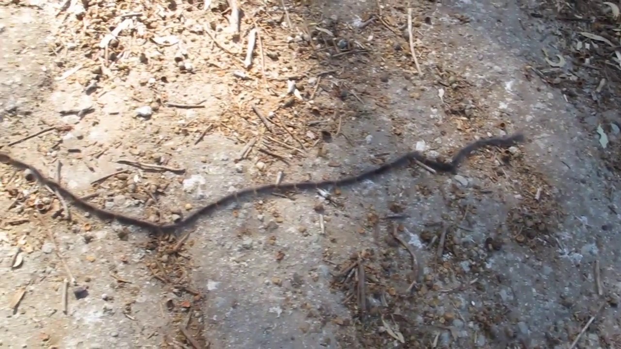 Why did the caterpillar cross the road? YouTube