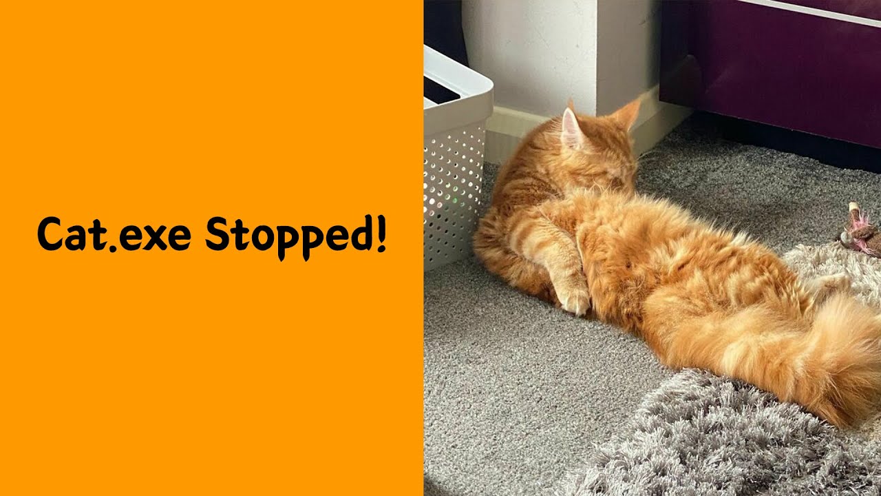 Cat.exe Has Stopped Working 😂 | The Funniest Cat Glitches You’ll Ever ...